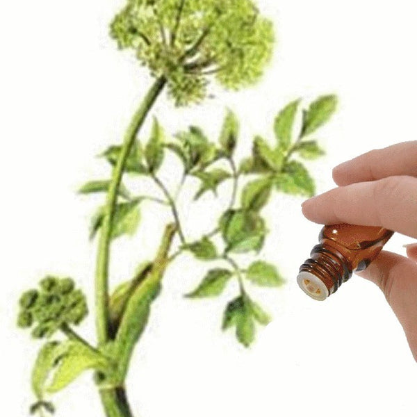 Angelica Seed essential oil