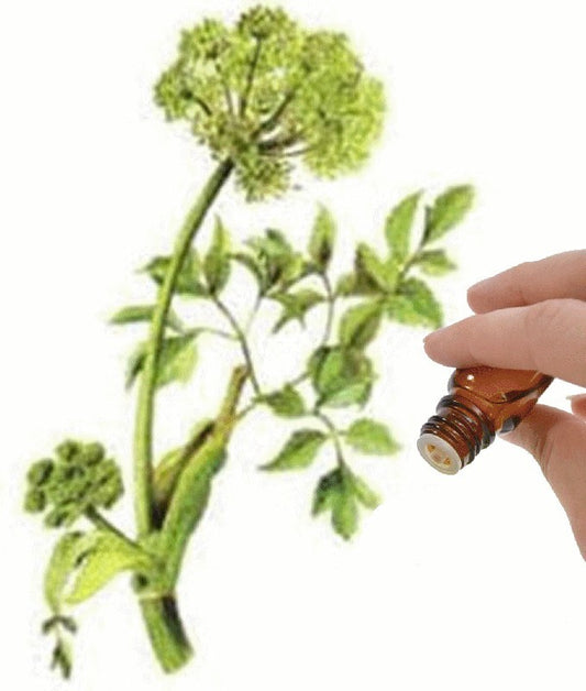 Angelica Seed essential oil