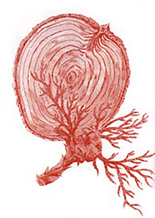 Cypress Essential Oil