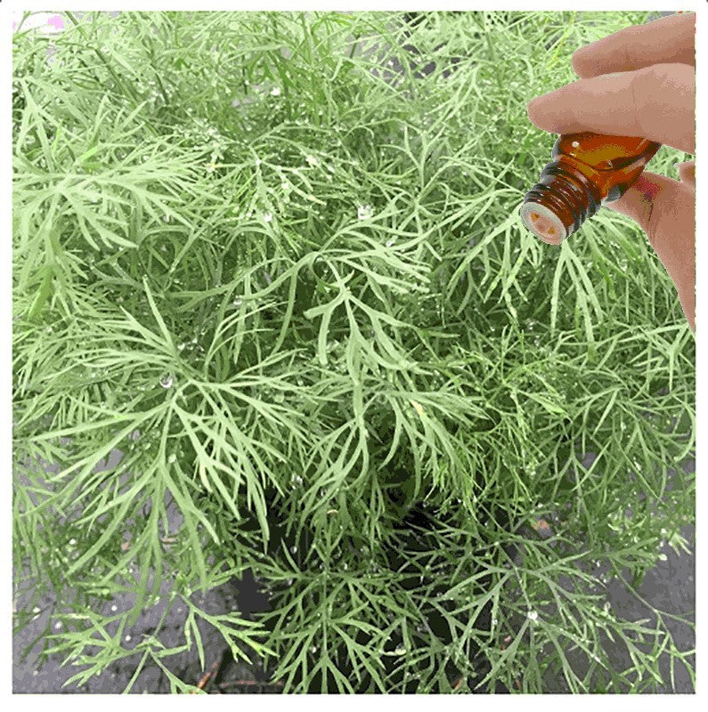 Dill Seed Essential Oil