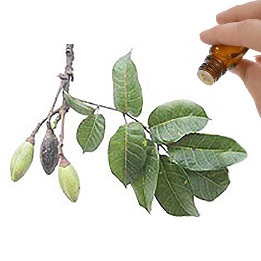 Elemi Essential Oil