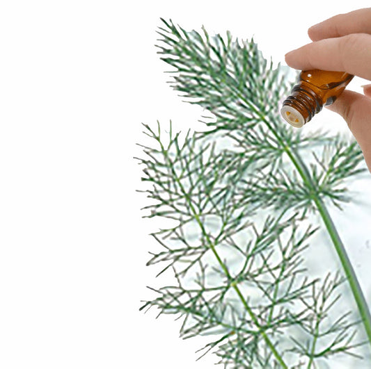 Fennel (Sweet) Essential Oil