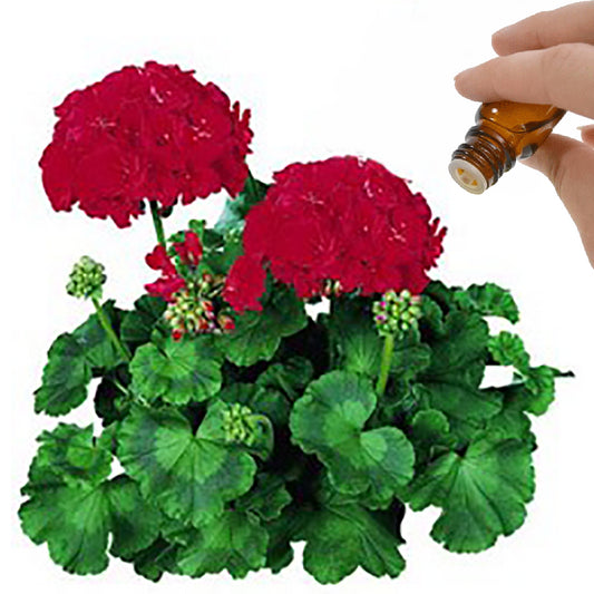 Geranium Essential Oil