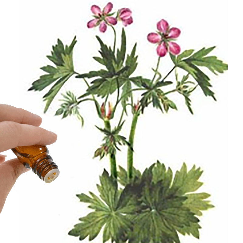 Geranium Bourbon Essential Oil