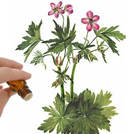 Geranium Bourbon Essential Oil