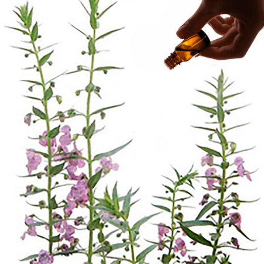 Hyssop Essential Oil