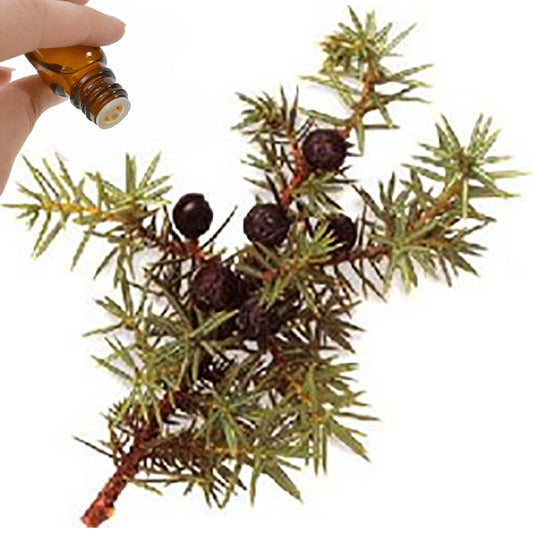 Juniper Berry Essential Oil