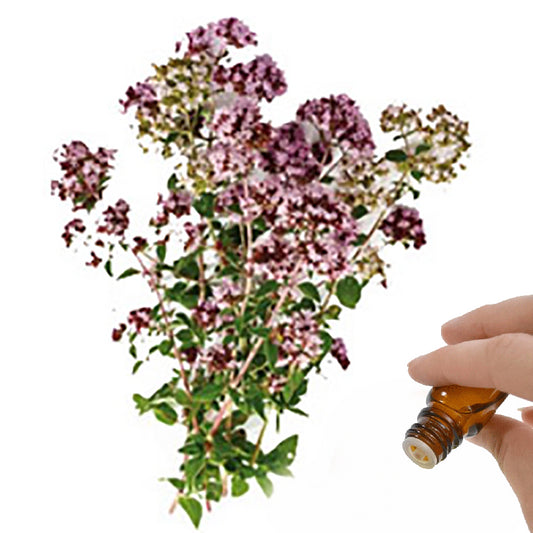 Marjoram  (Sweet) Essential Oil
