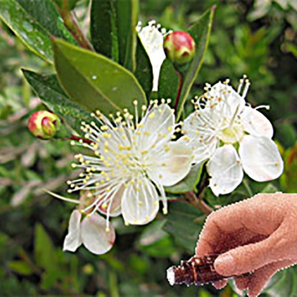 Myrtle Essential Oil