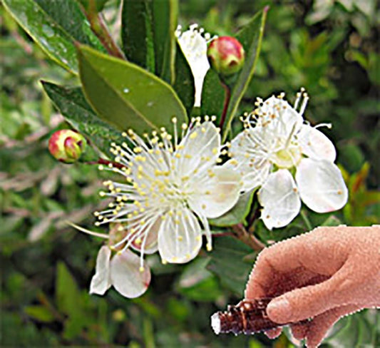 Myrtle Essential Oil