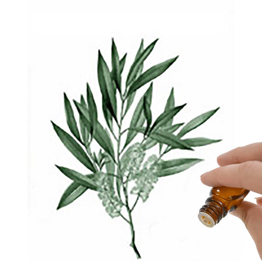 Niaouli Essential Oil