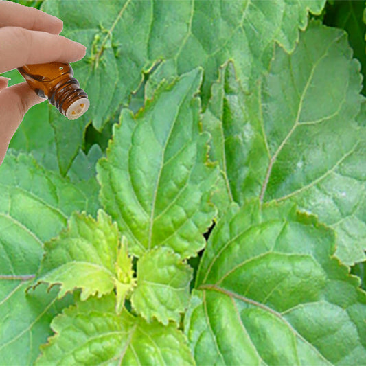 Patchouli Essential Oil