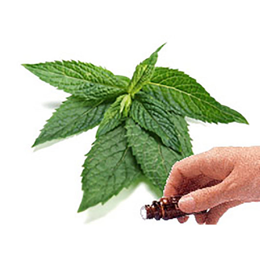 Peppermint Essential Oil