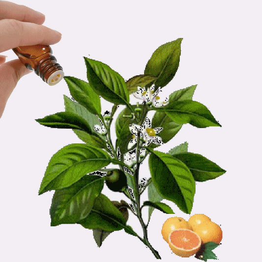 Petitgrain Essential Oil
