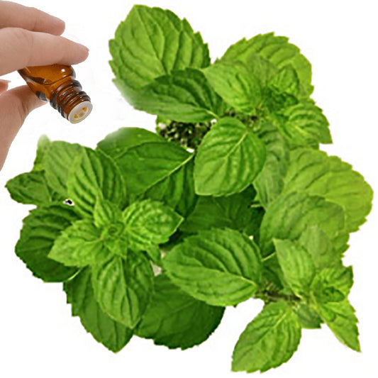 Spearmint Essential Oil