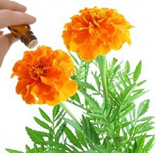 Tagetes Essential Oil