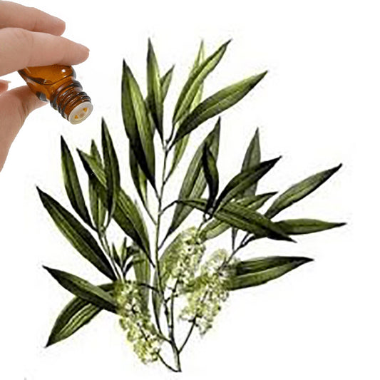 Tea Tree Essential Oil