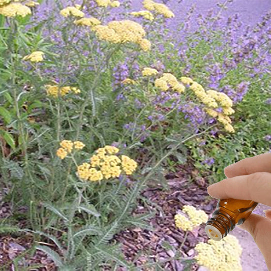Yarrow Essential Oil