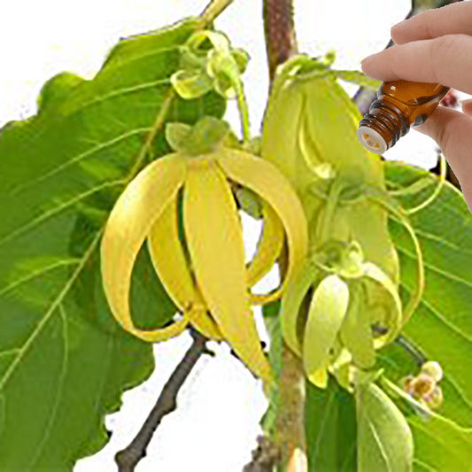 Ylang Ylang III Essential Oil
