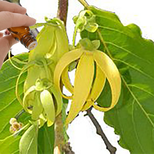 Ylang Ylang extra