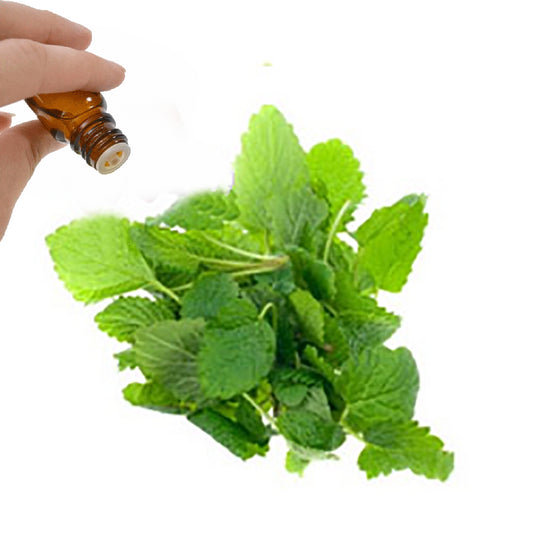 Melissa (Type)  Essential Oil