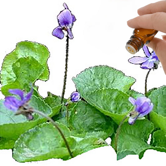 Violet Leaf Absolute Essential Oil
