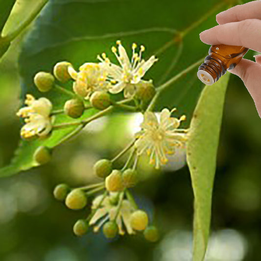Linden Blossom Absolute Essential Oil