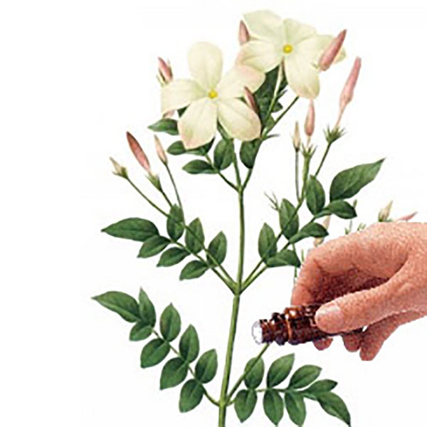 Jasmine Absolute 5% Diluted (10mls) Essential Oil