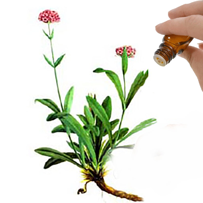 Spikenard  Essential Oil
