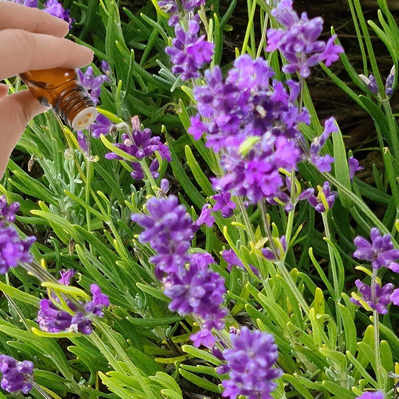 Lavender Essential Oil