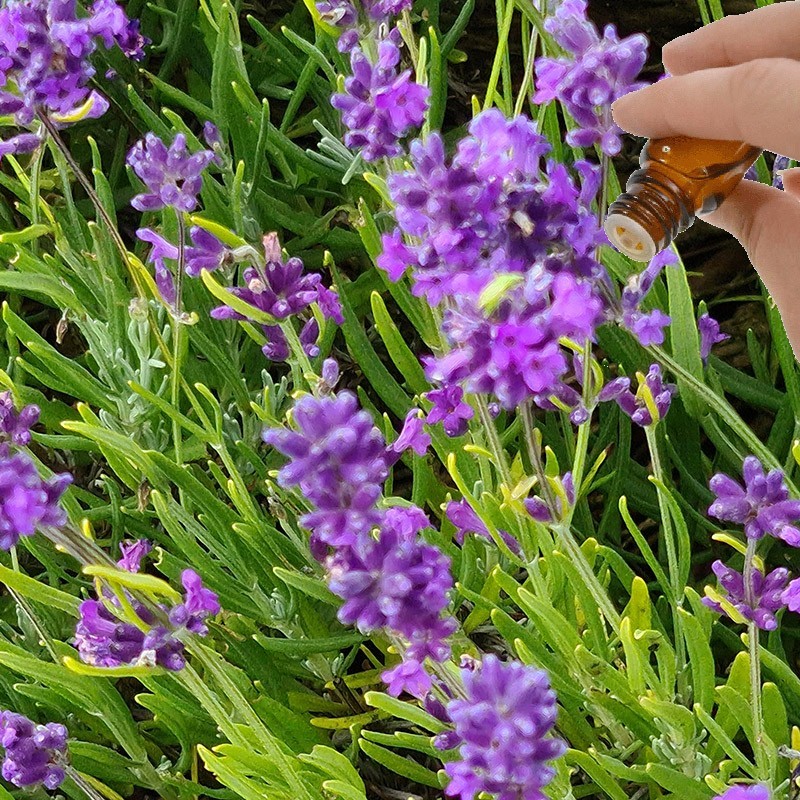 Lavender (High Altitude) Essential Oil