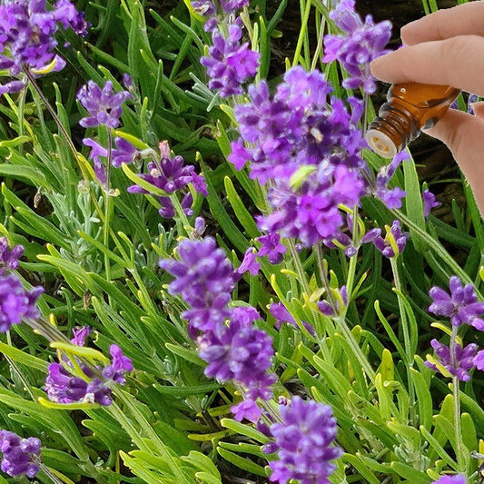 Lavender (High Altitude) Essential Oil