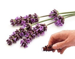 Lavender (High Altitude) Essential Oil