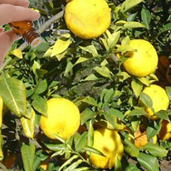 Yuzu essential oil