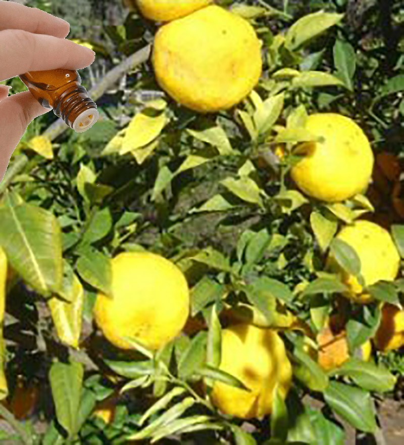 Yuzu essential oil