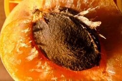Apricot Kernel Oil