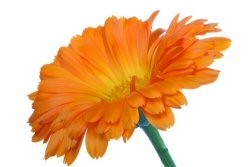 Calendula Oil (infused)