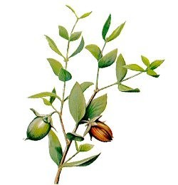 Golden Jojoba Oil
