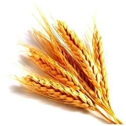 Wheatgerm Oil (unrefined)