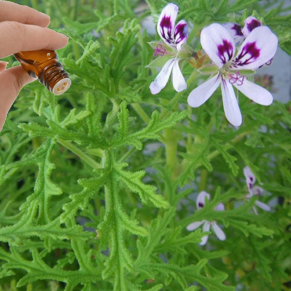 Rose Geranium (10mls) essential oil