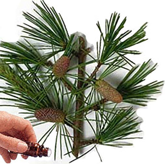 Cedarwood essential oil