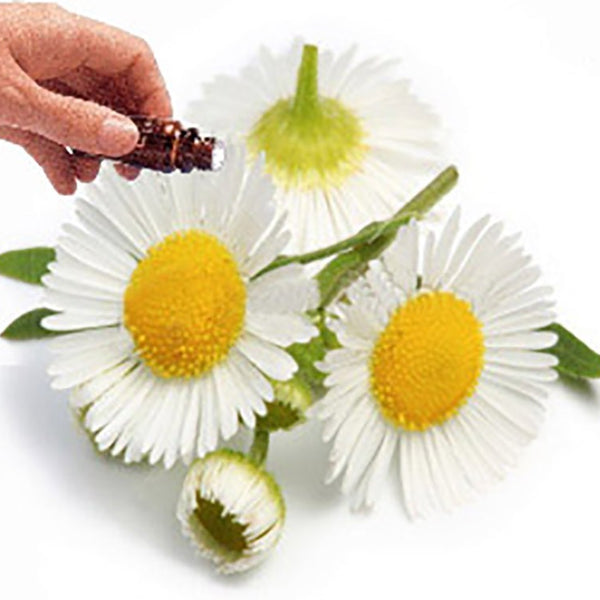 Chamomile (Roman) essential oil