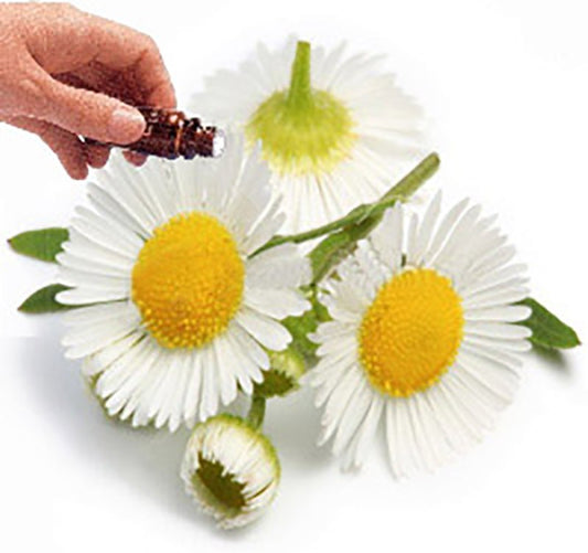 Chamomile (Blue) essential oil