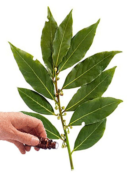 Cinnamon Leaf essential oil