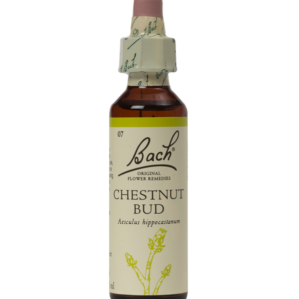 CHESTNUT BUD 20ML ORIGINAL BACH FLOWER REMEDY