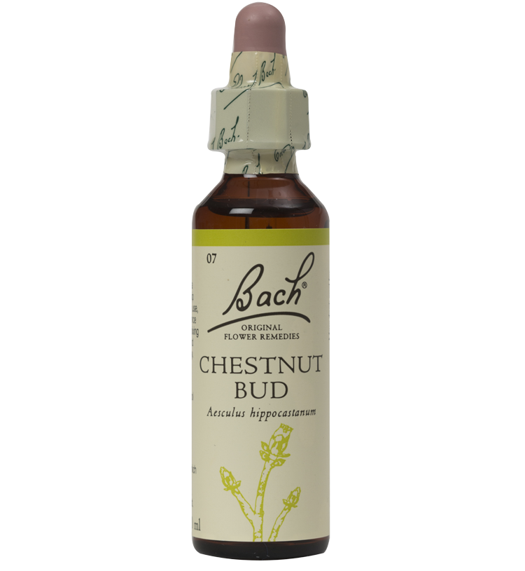 CHESTNUT BUD 20ML ORIGINAL BACH FLOWER REMEDY