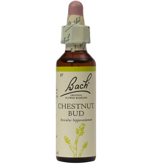 CHESTNUT BUD 20ML ORIGINAL BACH FLOWER REMEDY