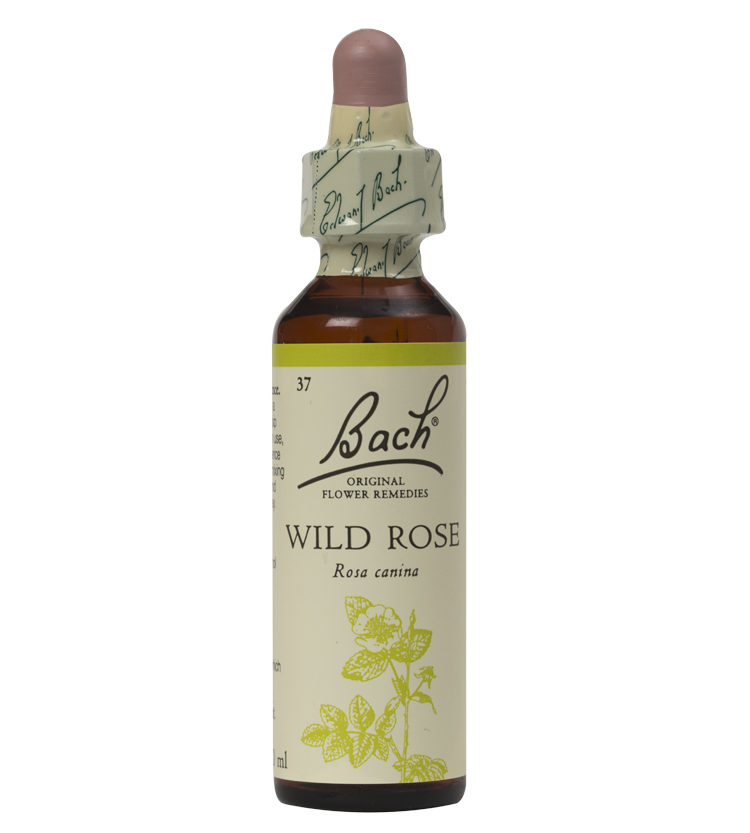 WILD ROSE 20ML ORIGINAL BACH FLOWER REMEDY