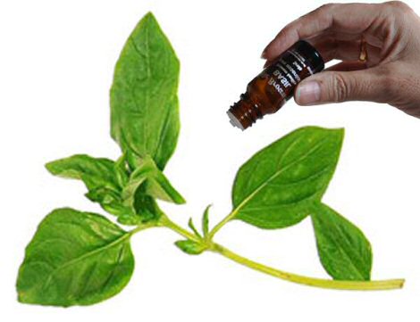 Basil essential oil
