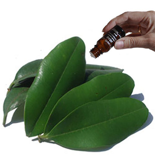 Bay essential oil